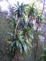 Dracaena aletriformis