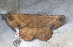 Euchlaena johnsonaria