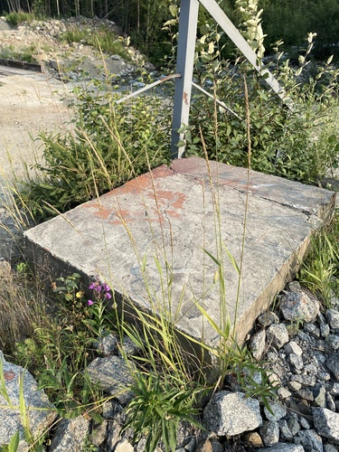 Elymus mutabilis observed 2021-07-31