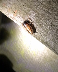 Celatoblatta undulivitta