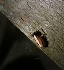 Celatoblatta undulivitta