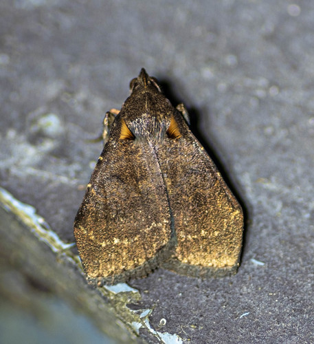 Hydrillodes truncata