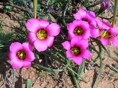 Romulea subfistulosa