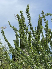 Fouquieria diguetii
