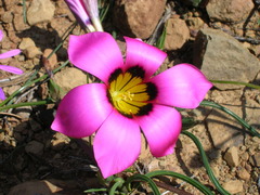 Romulea subfistulosa