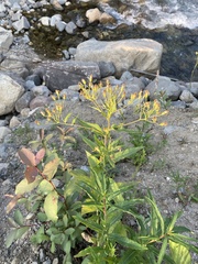 Senecio nemorensis