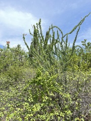 Fouquieria diguetii