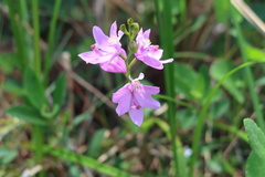 Calopogon