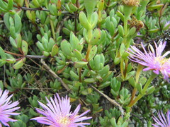 Lampranthus falciformis