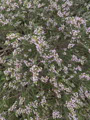 Thryptomene