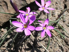 Romulea syringodeoflora