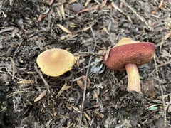 Chalciporus pseudorubinellus