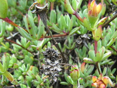 Lampranthus falciformis