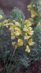 Pedicularis flava