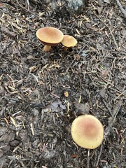 Chalciporus pseudorubinellus