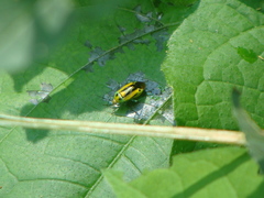 Poecilocapsus nigriger
