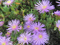 Lampranthus falciformis