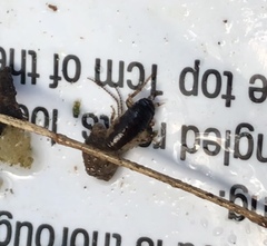 Drymaplaneta semivitta