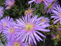 Lampranthus falciformis