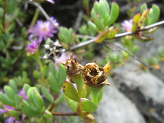Lampranthus falciformis