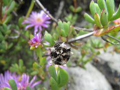 Lampranthus falciformis