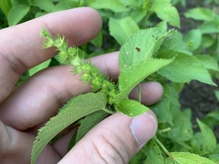 Acalypha ostryifolia