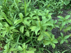 Acalypha ostryifolia