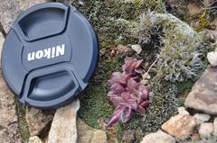 Anacampseros rufescens