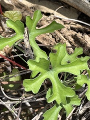 Ibervillea sonorae