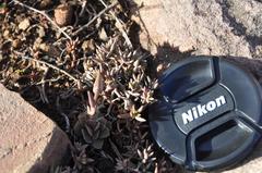 Anacampseros rufescens