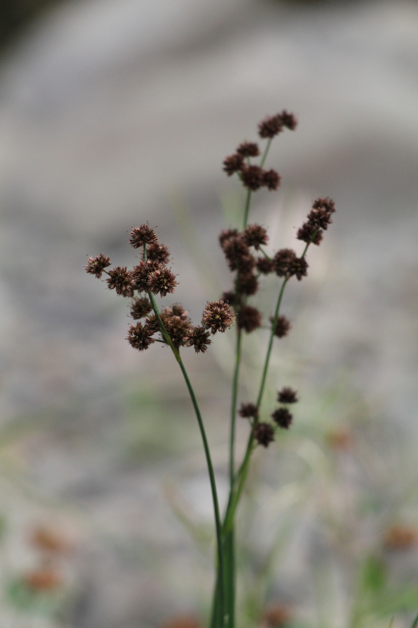 Juncus saximontanus