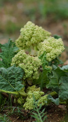Rheum rhaponticum