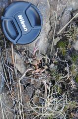 Anacampseros rufescens