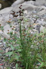 Juncus saximontanus