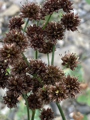 Juncus saximontanus