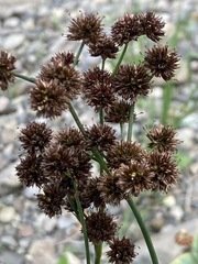 Juncus saximontanus