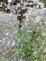 Juncus saximontanus