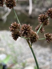 Juncus saximontanus