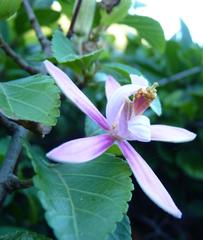 Grewia occidentalis occidentalis