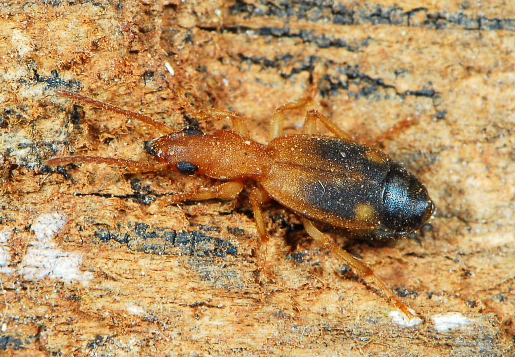 Brachininae