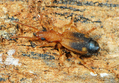 Crepidogaster infuscata