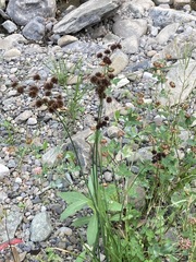 Juncus saximontanus
