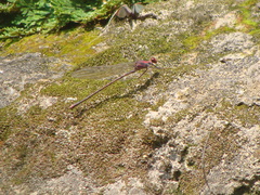 Argia funcki