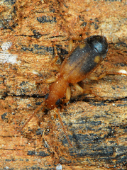 Crepidogaster infuscata