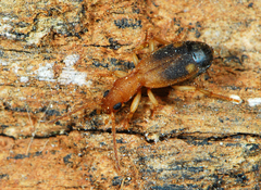 Crepidogaster infuscata