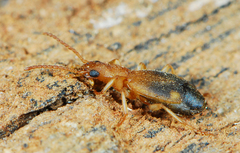 Crepidogaster infuscata
