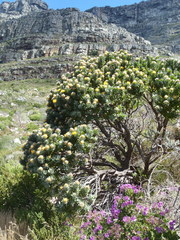 Leucospermum conocarpodendron conocarpodendron