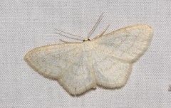 Scopula junctaria