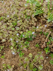Veronica hederifolia-sublobata-triloba