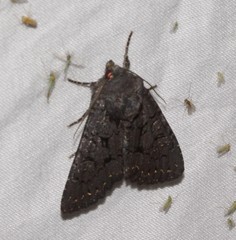 Melanchra assimilis